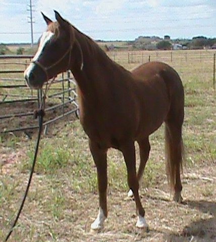 Red Arabian Horse